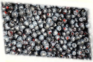 Wino z Borówek (czarnych jagód)